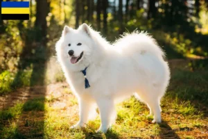 Read more about the article Samoyed breeders and puppies in Gelderland