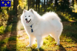 Read more about the article Samoyed breeders and puppies in Île-de-France