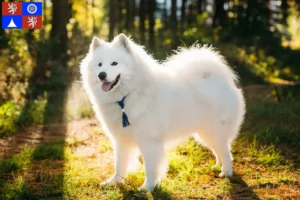 Read more about the article Samoyed breeders and puppies in Liberec