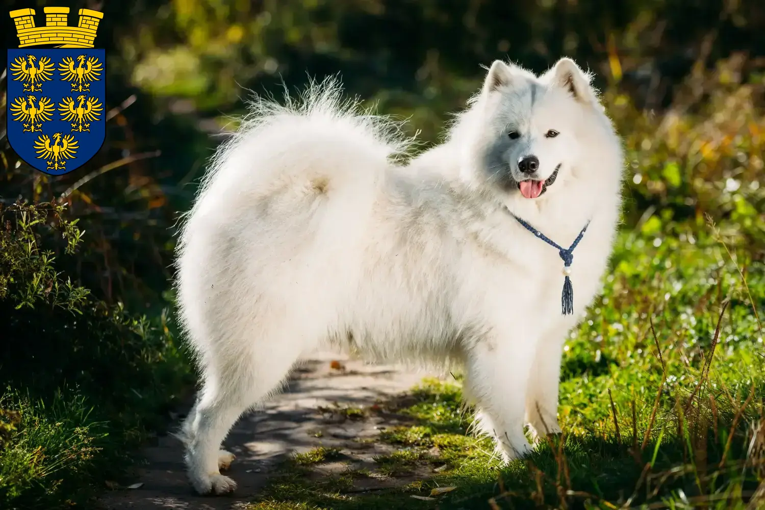 Read more about the article Samoyed breeders and puppies in Lower Austria