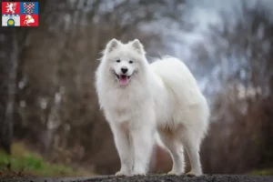 Read more about the article Samoyed breeders and puppies in Pardubice