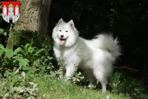 Read more about the article Samoyed breeders and puppies in Salzburg