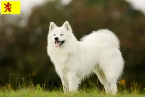 Read more about the article Samoyed breeders and puppies in South Holland