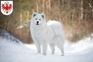 Read more about the article Samoyed breeders and puppies in Tyrol