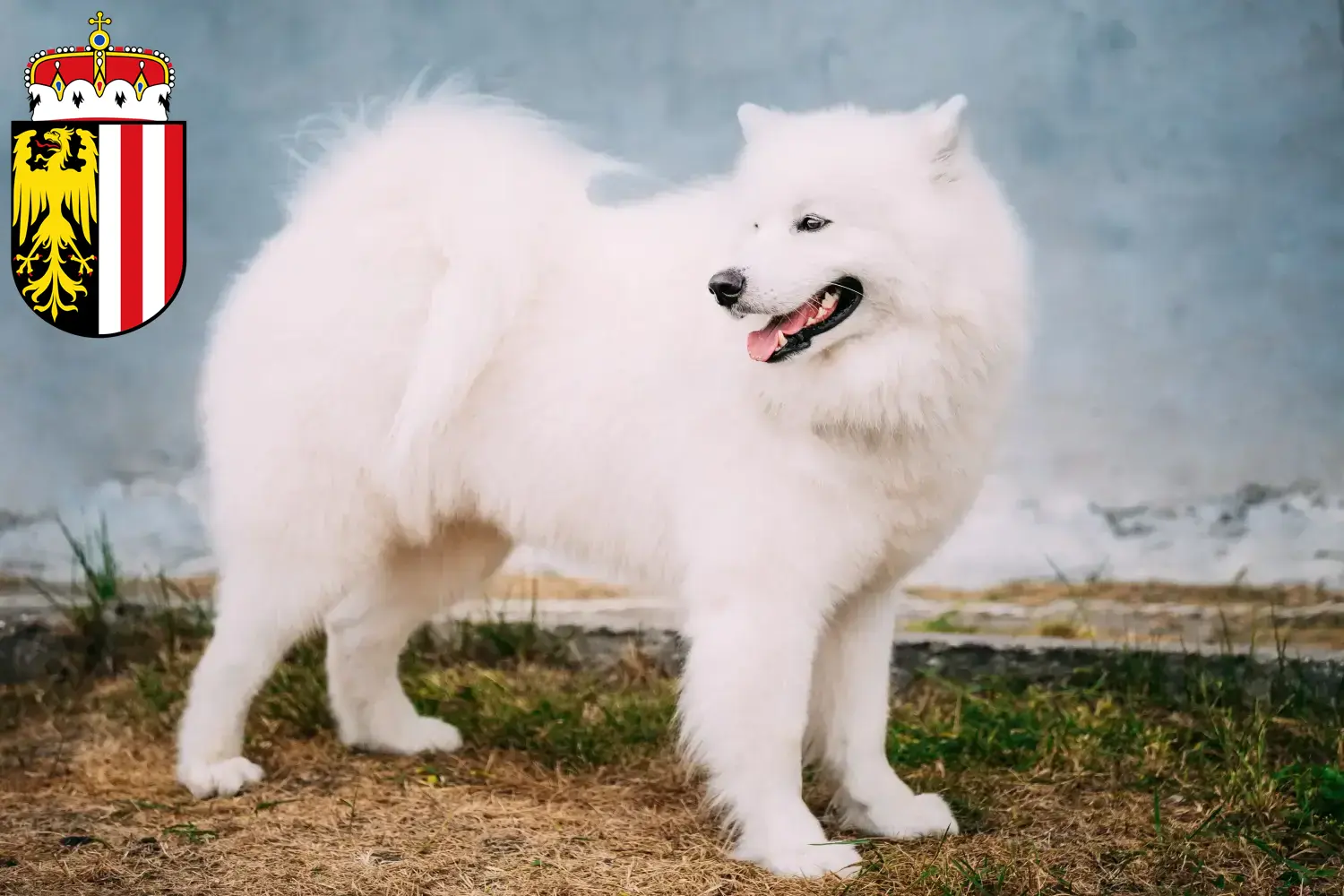 Read more about the article Samoyed breeders and puppies in Upper Austria