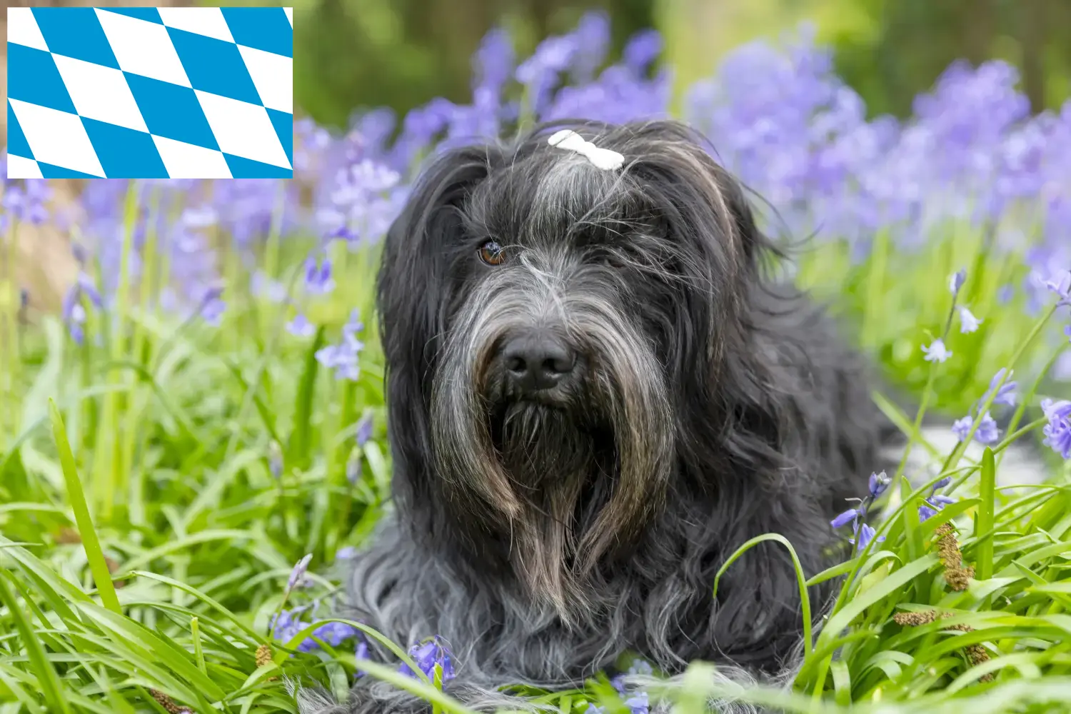 Read more about the article Schapendoes breeders and puppies in Bavaria