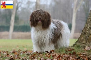 Read more about the article Schapendoes breeders and puppies in Limburg