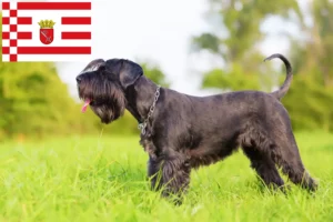 Read more about the article Schnauzer breeders and puppies in Bremen