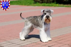 Read more about the article Schnauzer breeders and puppies in Centre-Val de Loire