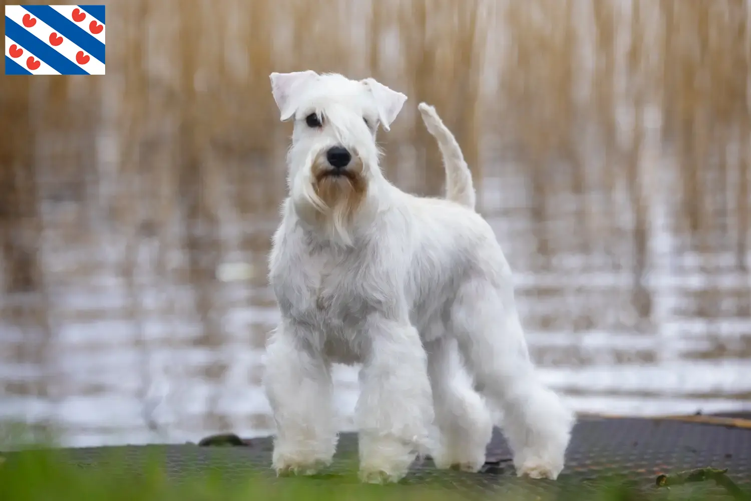 Read more about the article Schnauzer breeders and puppies in Friesland