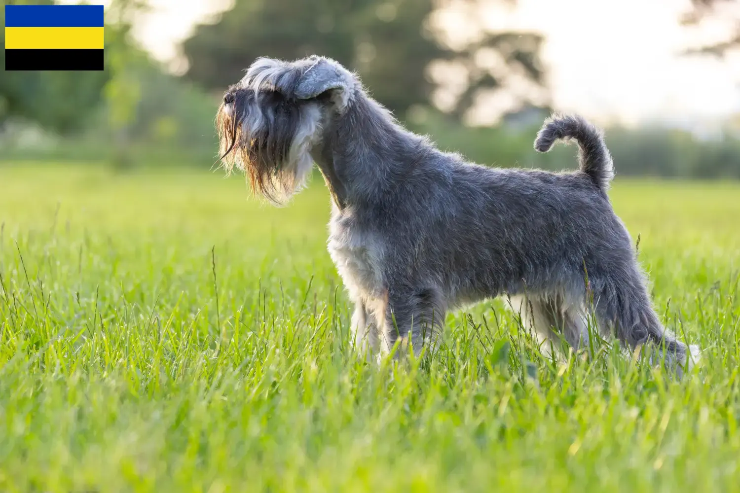 Read more about the article Schnauzer breeders and puppies in Gelderland