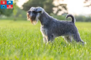 Read more about the article Schnauzer breeders and puppies in Karlsbad