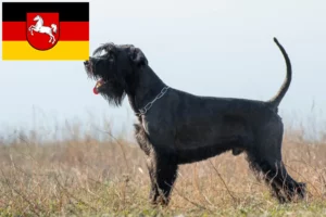 Read more about the article Schnauzer breeders and puppies in Lower Saxony