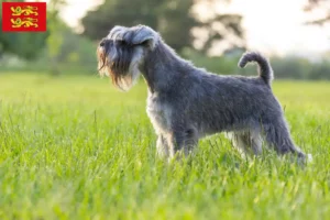 Read more about the article Schnauzer breeders and puppies in Normandy