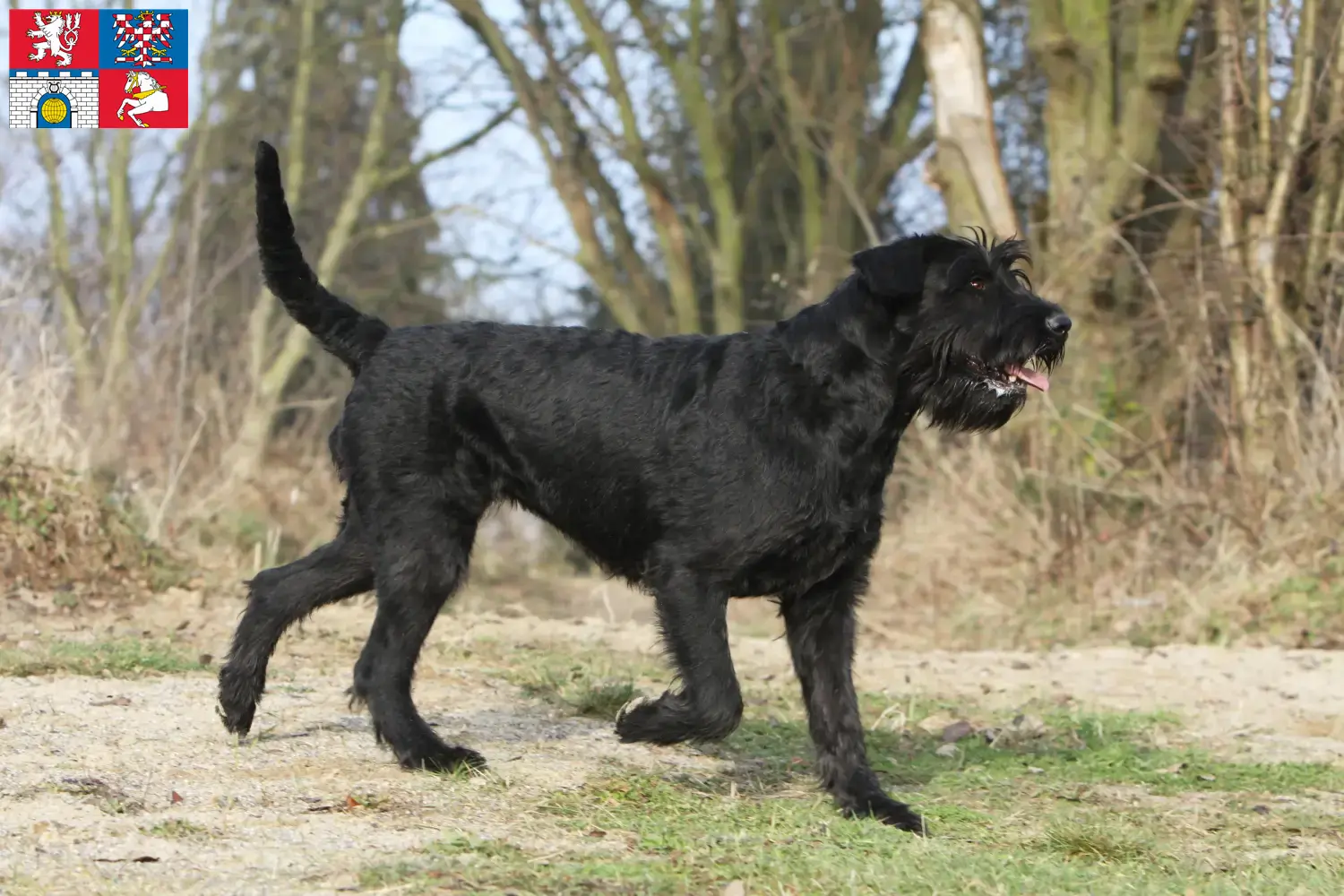 Read more about the article Schnauzer breeders and puppies in Pardubice