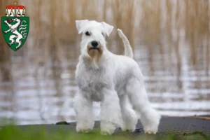 Read more about the article Schnauzer breeders and puppies in Styria