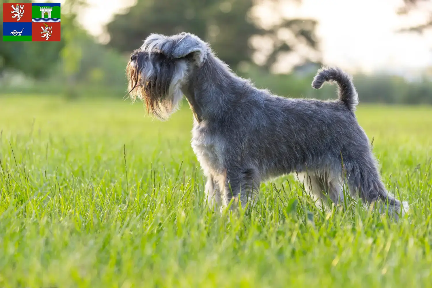 Read more about the article Schnauzer breeders and puppies in Ústí