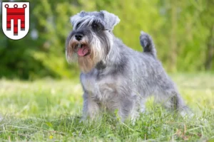 Read more about the article Schnauzer breeders and puppies in Vorarlberg