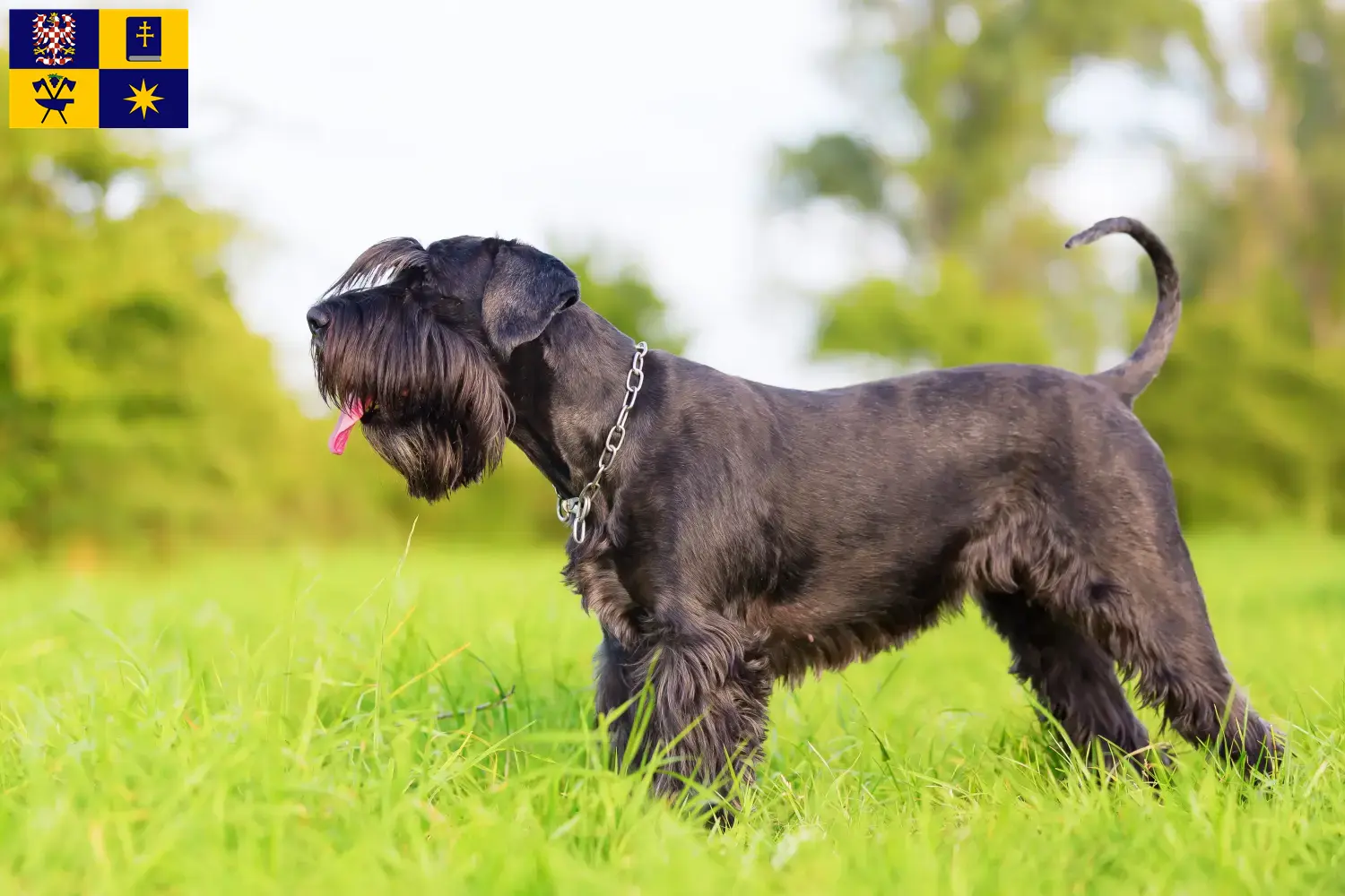 Read more about the article Schnauzer breeders and puppies in Zlín