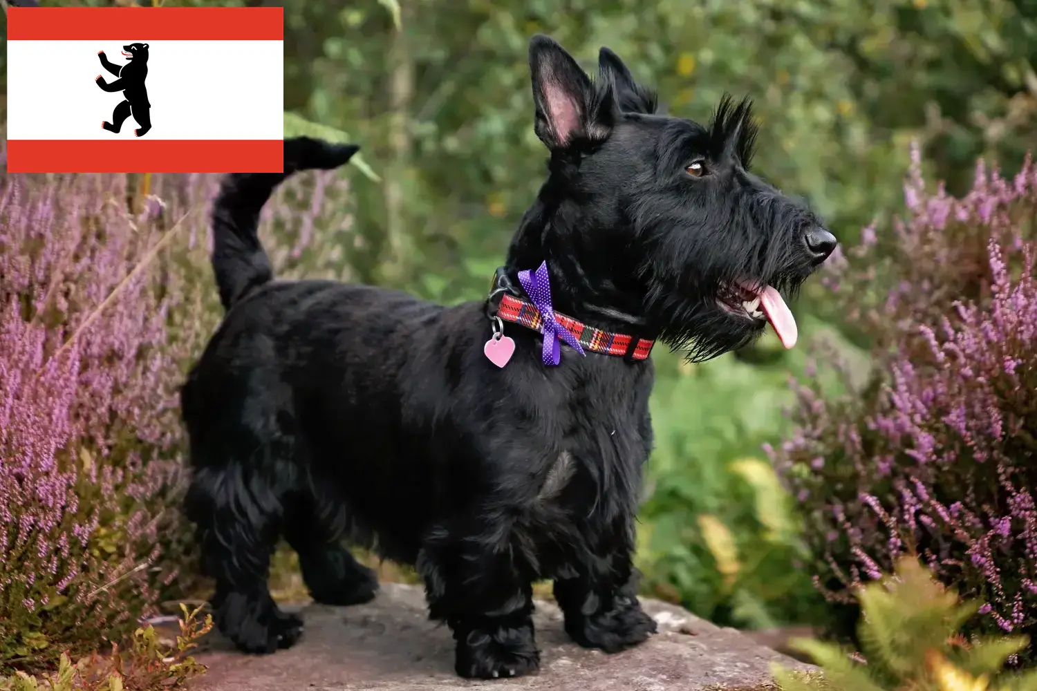 Read more about the article Scottish Terrier breeders and puppies in Berlin