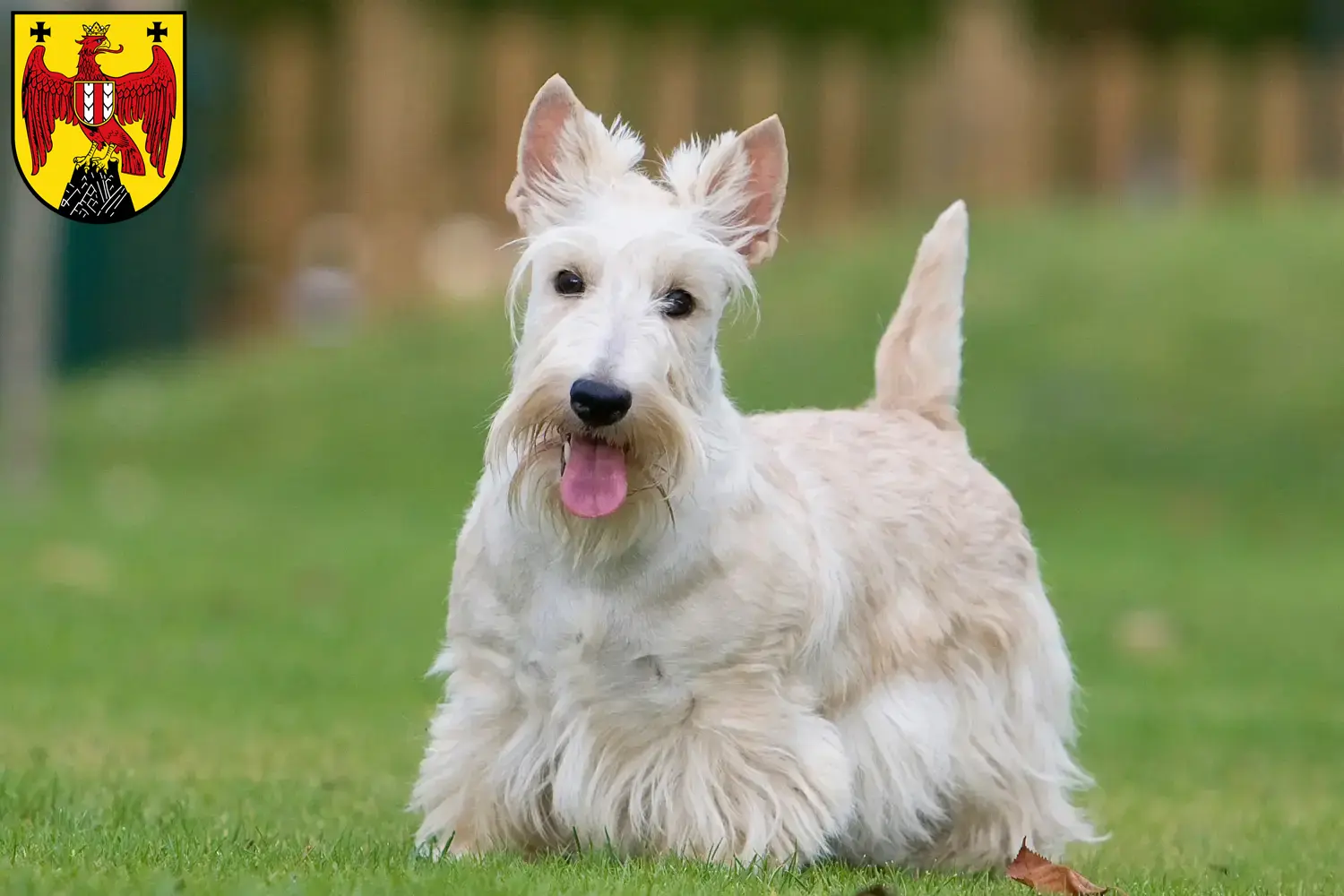 Read more about the article Scottish Terrier breeders and puppies in Burgenland