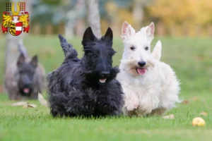 Read more about the article Scottish Terrier breeders and puppies in Carinthia