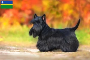 Read more about the article Scottish Terrier breeders and puppies in Flevoland