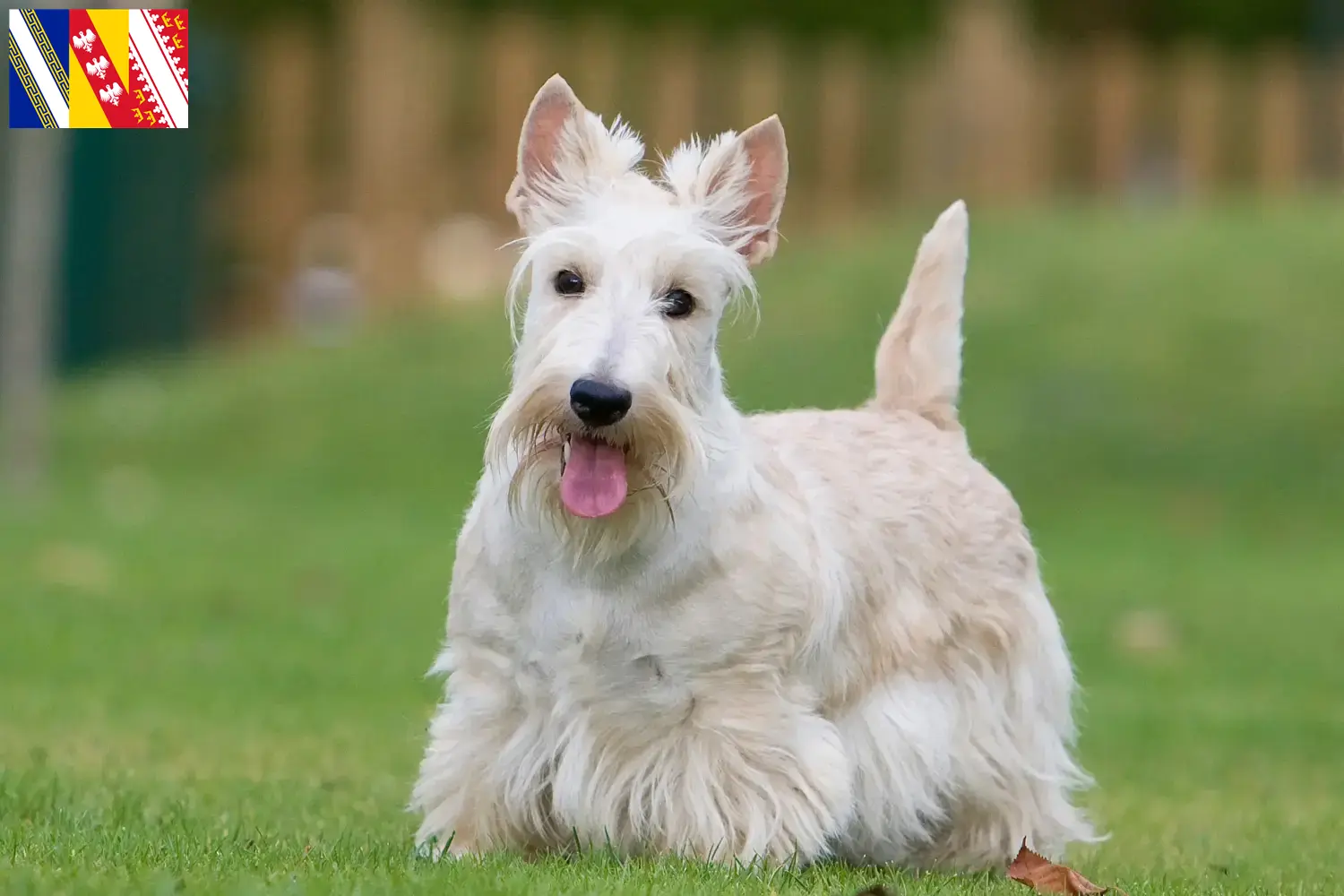 Read more about the article Scottish Terrier breeders and puppies in Grand Est