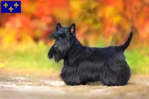 Read more about the article Scottish Terrier breeders and puppies in Île-de-France