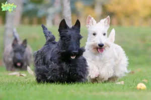 Read more about the article Scottish Terrier breeders and puppies in Midtjylland