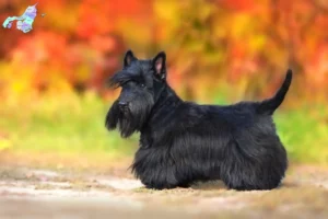 Read more about the article Scottish Terrier breeders and puppies in Nordjylland