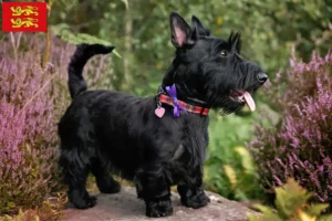 Read more about the article Scottish Terrier breeders and puppies in Normandy