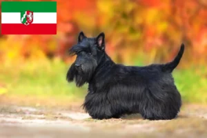 Read more about the article Scottish Terrier breeders and puppies in North Rhine-Westphalia