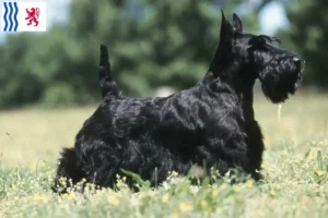 Read more about the article Scottish Terrier breeders and puppies in Nouvelle-Aquitaine