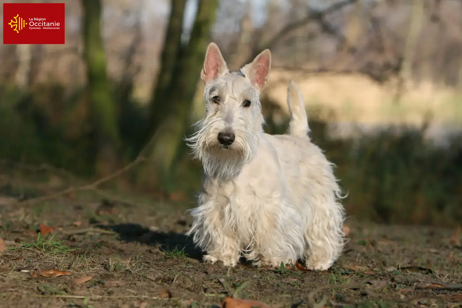 Read more about the article Scottish Terrier breeders and puppies in Occitania