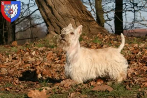 Read more about the article Scottish Terrier breeders and puppies in Pays de la Loire