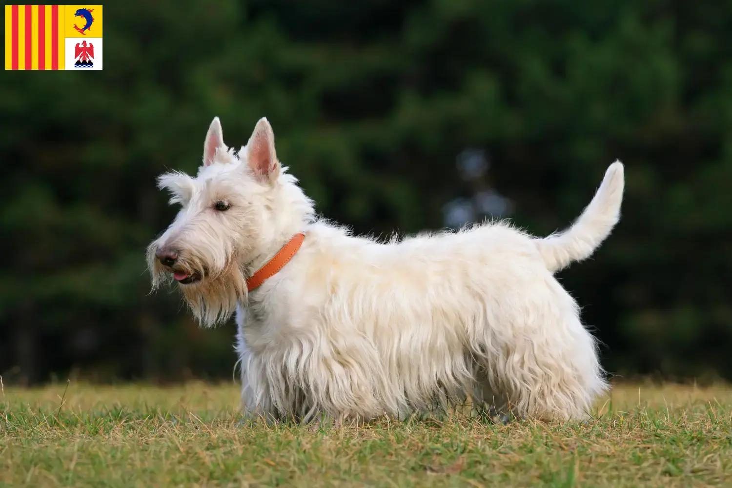 Read more about the article Scottish Terrier breeders and puppies in Provence-Alpes-Côte d’Azur