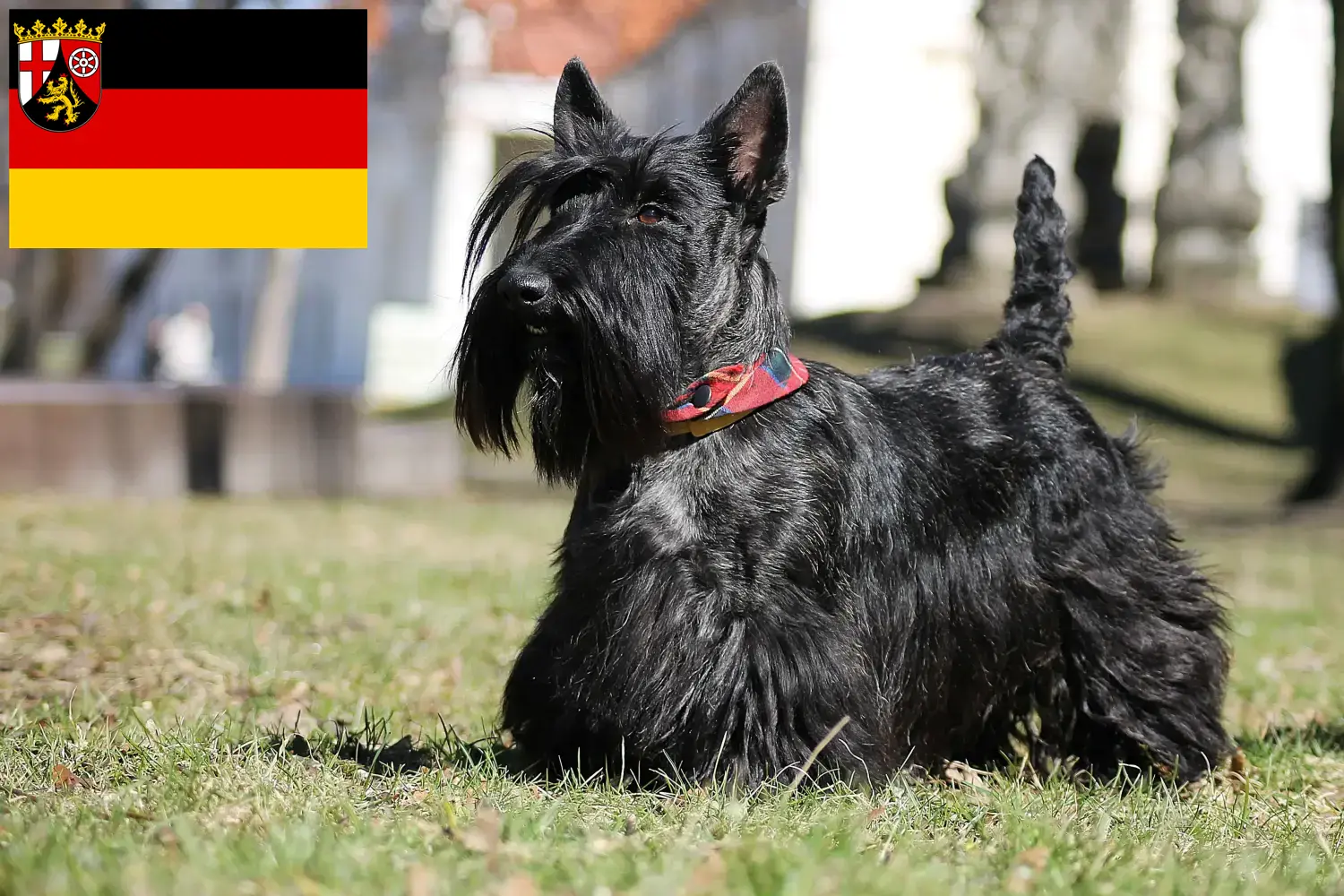 Read more about the article Scottish Terrier breeders and puppies in Rhineland-Palatinate