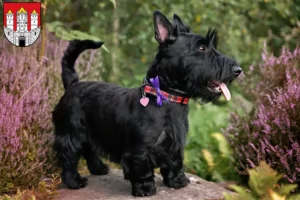 Read more about the article Scottish Terrier breeders and puppies in Salzburg