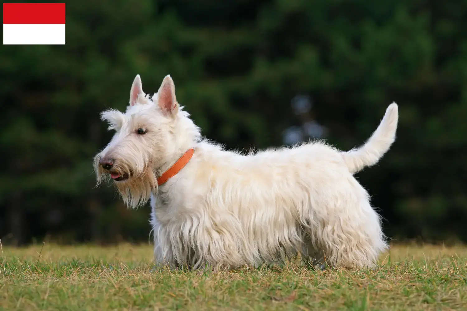 Read more about the article Scottish Terrier breeders and puppies in Vienna