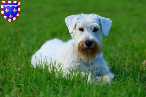 Read more about the article Sealyham Terrier breeders and puppies in Centre-Val de Loire