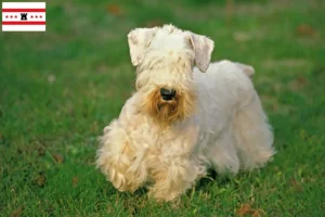 Read more about the article Sealyham Terrier breeders and puppies in Drenthe