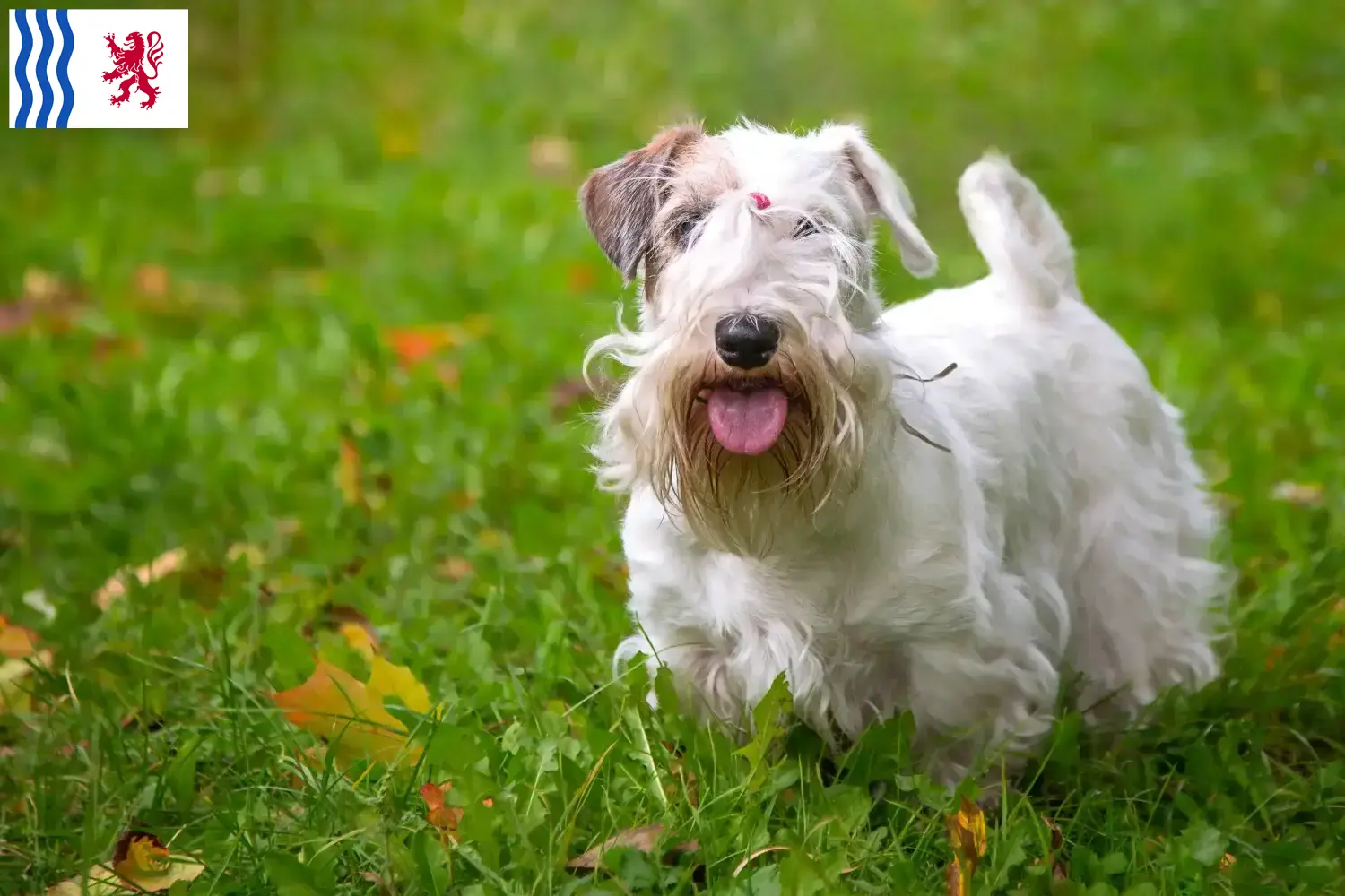 Read more about the article Sealyham Terrier breeders and puppies in Nouvelle-Aquitaine