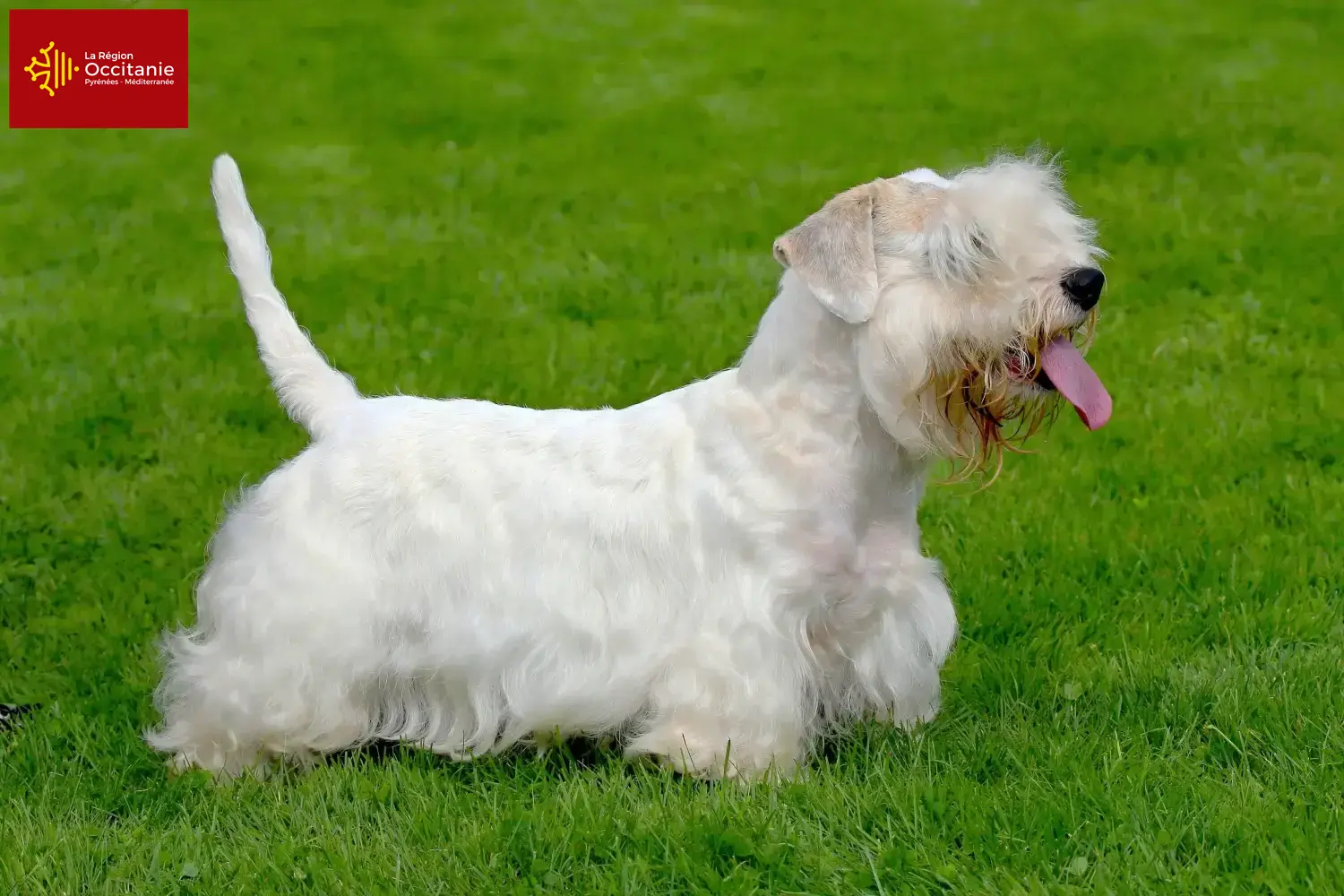 Read more about the article Sealyham Terrier breeders and puppies in Occitania