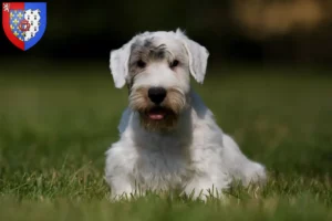 Read more about the article Sealyham Terrier breeders and puppies in Pays de la Loire