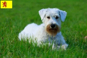 Read more about the article Sealyham Terrier breeders and puppies in South Holland