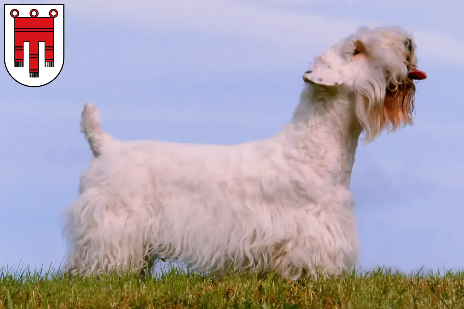 Read more about the article Sealyham Terrier breeders and puppies in Vorarlberg