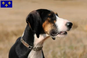 Read more about the article Segugio Maremmano breeders and puppies in Île-de-France