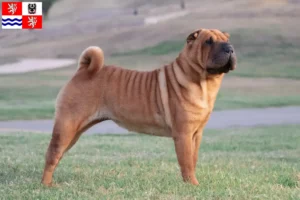 Read more about the article Shar-Pei breeders and puppies in Central Bohemia