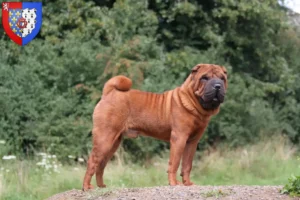 Read more about the article Shar-Pei breeders and puppies in Pays de la Loire